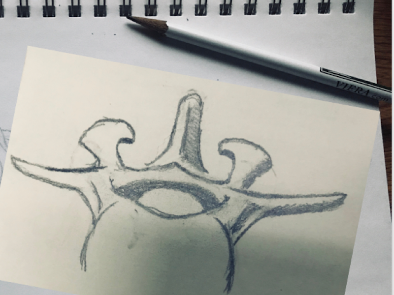 A drawing of a stylized mammal vertebra from a logo design