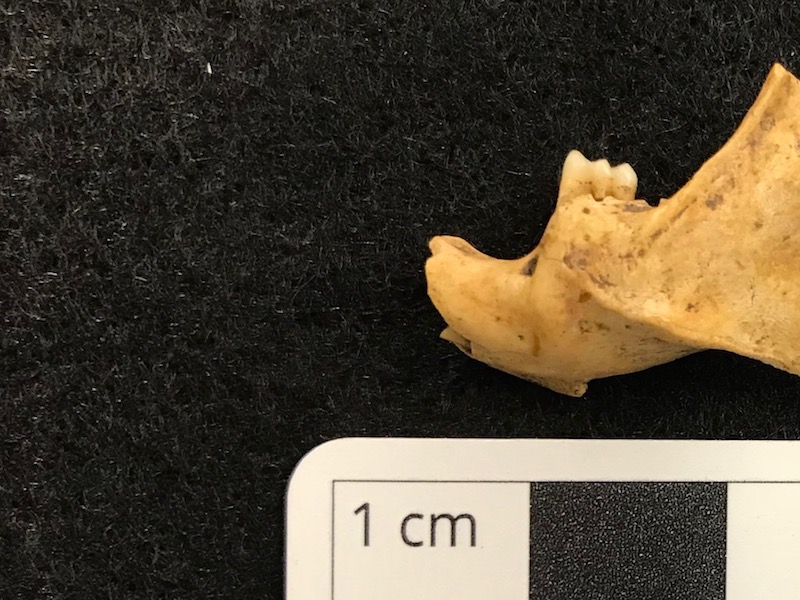 A close up of a zooarchaeological rice rat mandible