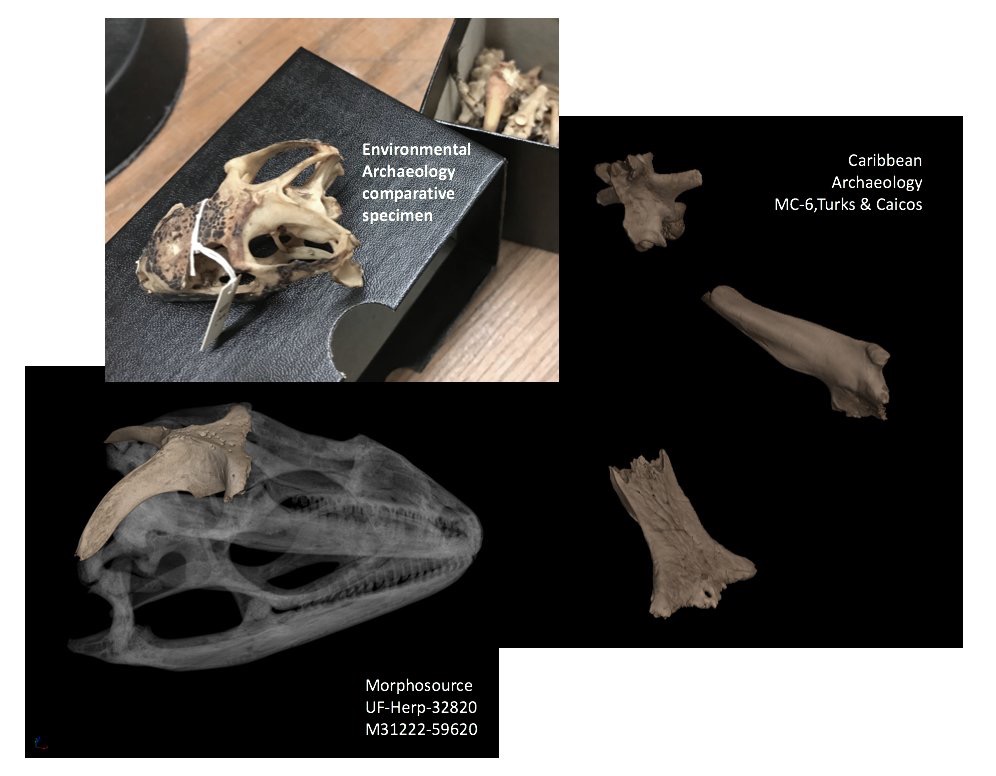 zooarchaeological rock iguana specimens